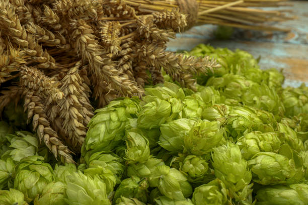istock Fresh green hops and spikes on table, closeup 1728307933