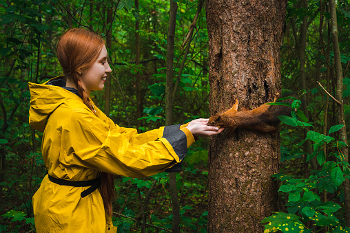 Woman in a yellow raincoat feeds a squirrel a walnut in the park.