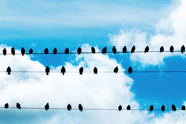 istock Birding and Hiking 1728311836