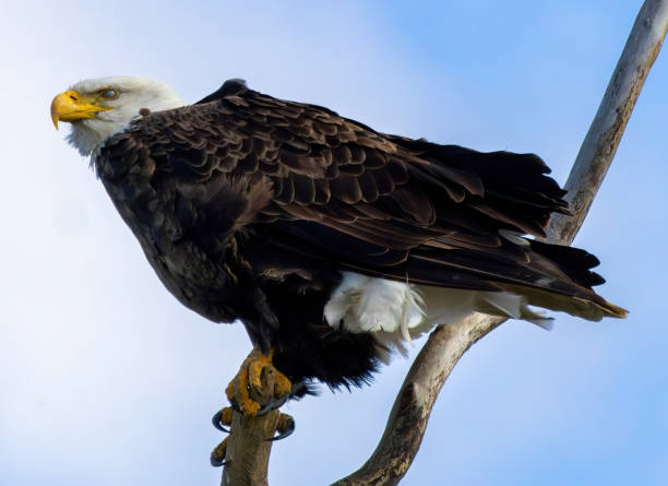 istock Birding and Hiking 1728311848