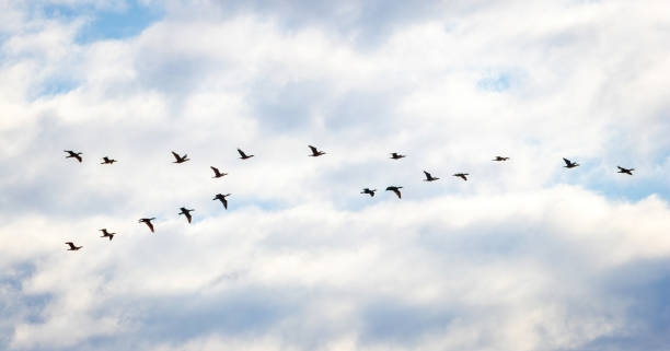 istock Birding and Hiking 1728312440