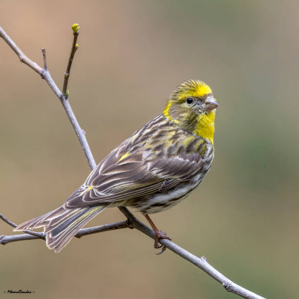 istock European Serin / Serinus serinus 1728312454