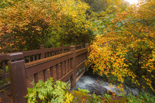 A hiking foot bridge over a creek surrounded by autumn foliage in a beautiful forest in the Columbia River Gorge