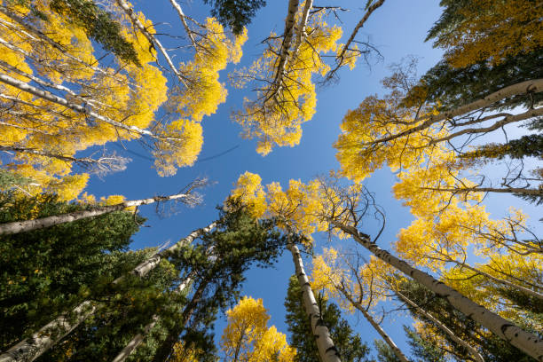 istock Looking up at Aspens in Autumn 1728315951