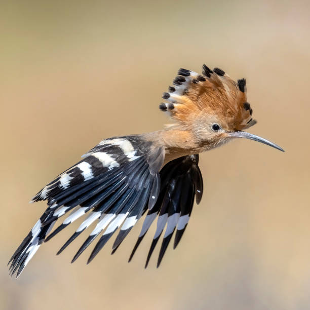 istock Eurasian Hoopoe 1728328897