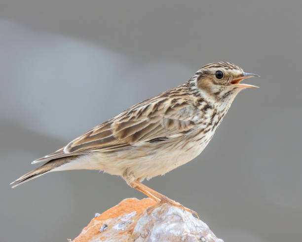 istock Woodlark / Lullula arborea 1728333765