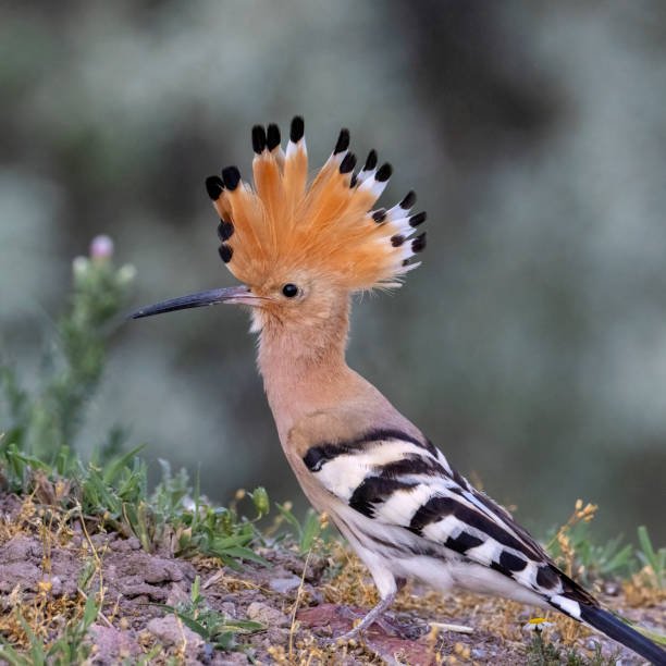 istock Eurasian Hoopoe 1728335482