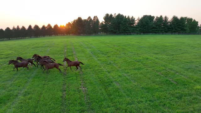 Horses in pasture. Aerial tracking shot of equines running from drone at sunset.