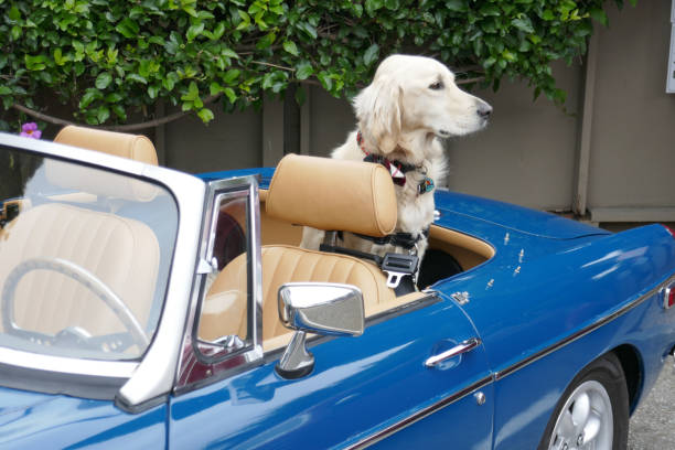 istock Capitola and his historic cars 1728337287