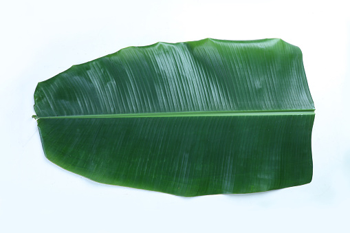 Fresh green banana leaf isolated on white background.