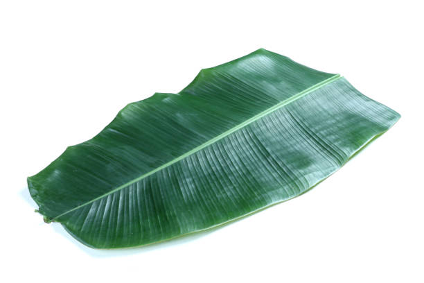 istock Banana leaf isolated on white background 1728347825