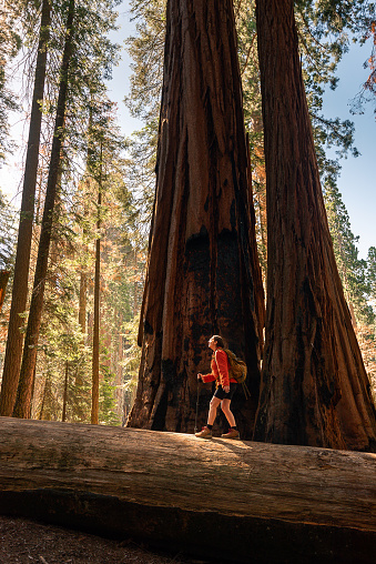 Female hiker crosses a fallen sequoia tree surrounded by giant sequoias at Sequoia National Park, California