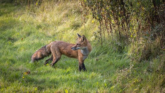 A fox cautiously searches for prey in the lizards of a field near a forest.