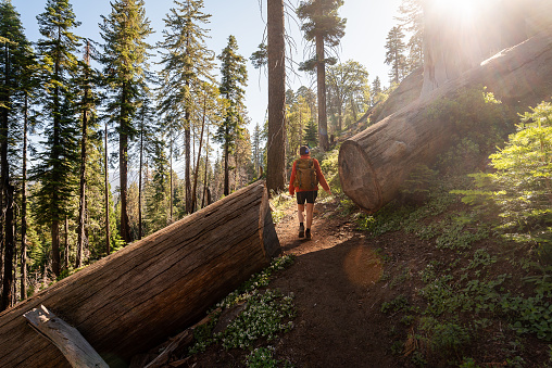 Woman and sequoia tree cut in half