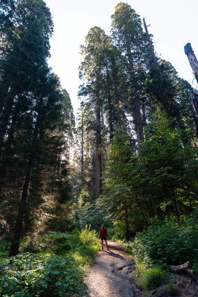istock White woman walking through a sequoia forest 1728353303