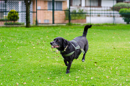 dog running in the park with wood stick on mouth