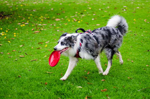 beautiful dog playing with frisbee in the park