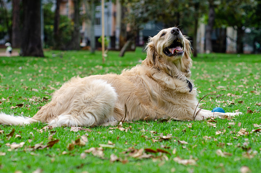 golden retriever with toy lying on public park