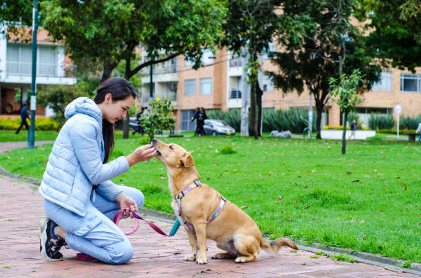 istock young woman feeding a dog in public park 1728357295