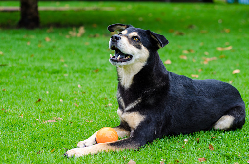 beautiful dog with toy lying down on grass in public park