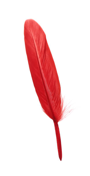 istock Fluffy beautiful red feather isolated on white 1728357805