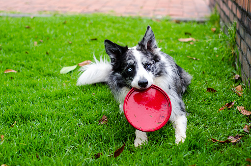 beautiful dog playing with frisbee in the park