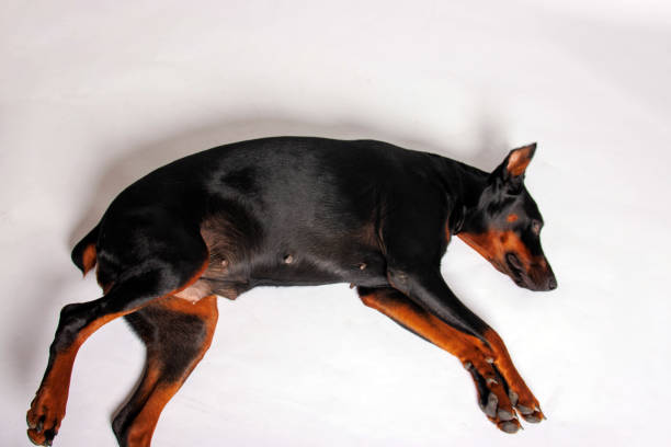 Young, Beautiful, Black And Tan Doberman Resting In Green Grass. Dobermann Is A Breed Known For Being Intelligent, Alert, And Loyal Companion Dogs.