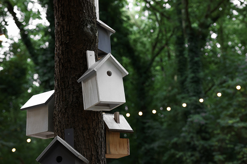 Beautiful wooden birdhouses hanging on tree trunk in forest, space for text