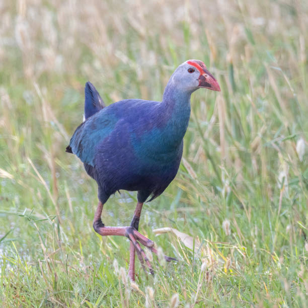 istock Grey-headed Swamphen / Porphyrio poliocephalus 1728361331