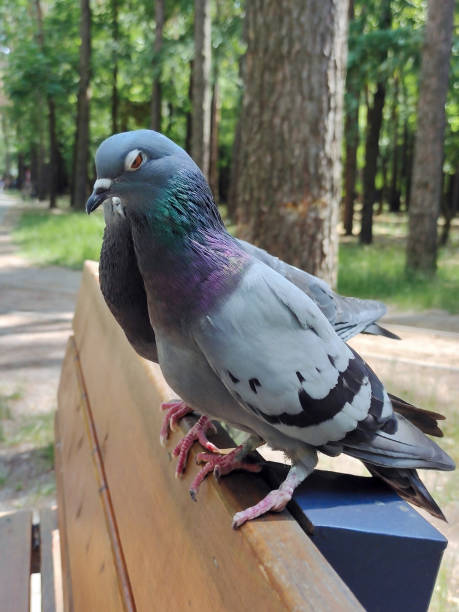 istock Two dove birds one after the other on a park bench. The background is blurry 1728362476