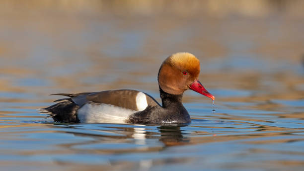 Red-crested Pochard / Netta rufina Red-crested Pochard photographed in Ankara. netta rufina stock pictures, royalty-free photos & images