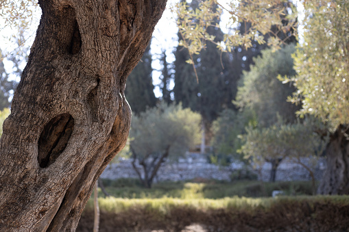 Peaceful landscape shot of olive tree in Garden of Gethsemane, where Jesus Christ would pray