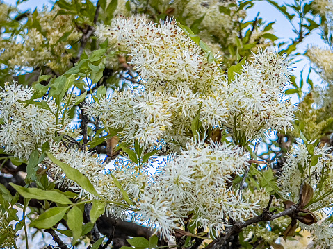 The pussy-willow in bloom. Soft spring lumps bloom on a young willow bush.