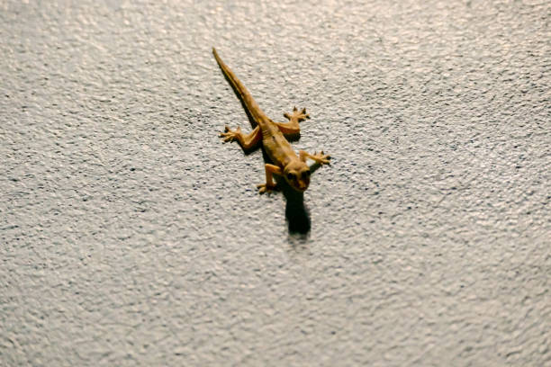 istock gecko on wall, digital photo picture as a background 1728372786