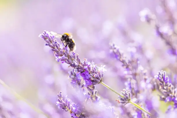 A bumble bee pollinating lavender flowers on a beautiful summers day.