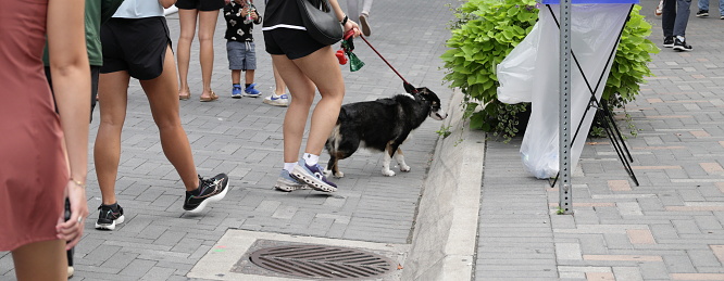 Toronto, Canada - August 26, 2023: A pet dog explores the Bloor Yorkville neighborhood during the Yorkville Murals festival weekend.