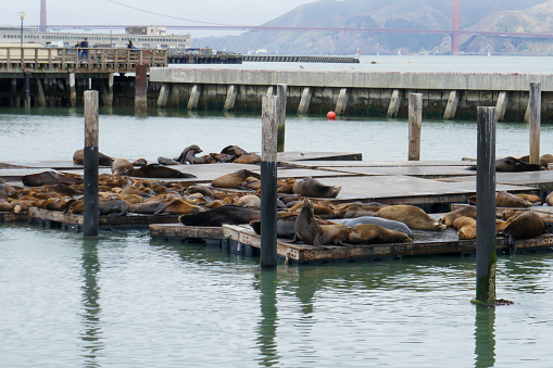 San Francisco´s Pier 39 is famous to watch the sea lions