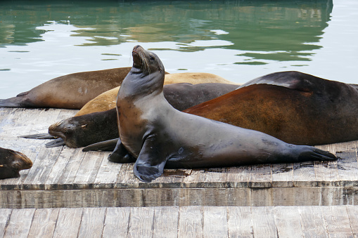San Francisco´s Pier 39 is famous to watch the sea lions