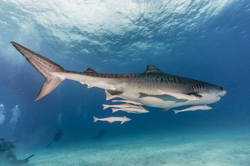 A Tiger Shark in Tigerbeach in Bahamas