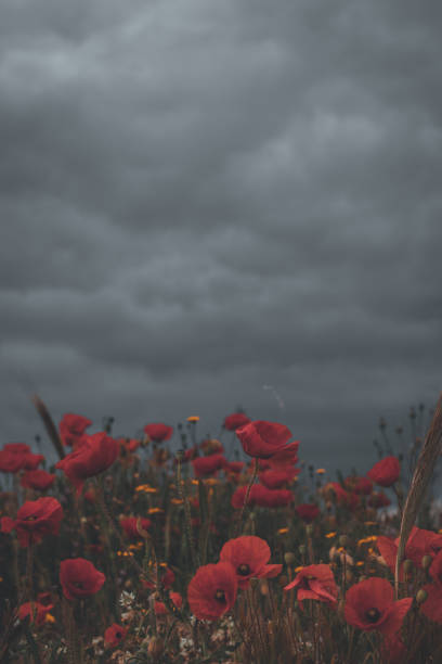 istock A field of red poppies 1728420210