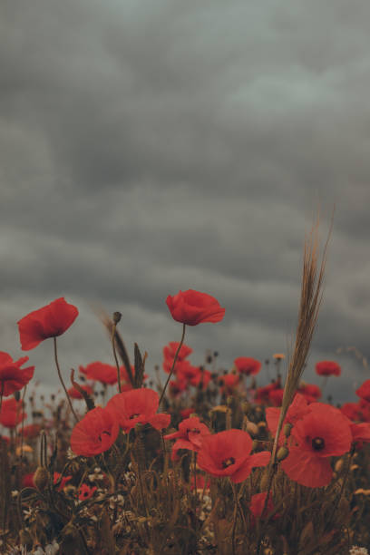 istock A field of red poppies 1728420712