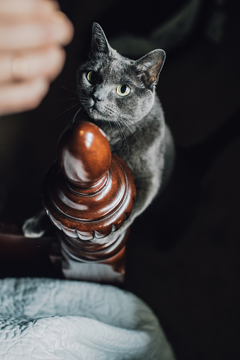 Gray cat with green eyes climbing on wooden bedpost, looking at treat in hand