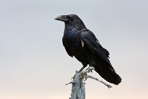 Raven posing on a dead tree in Manning Provincial Park, British Columbia, Canada