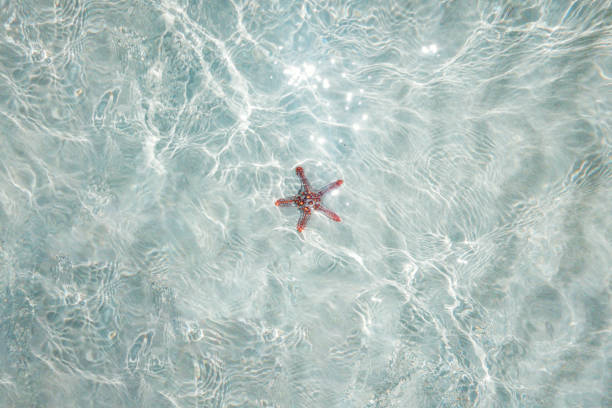 White starfish figurine dropped in water with splashes and bubbles isolated on white background