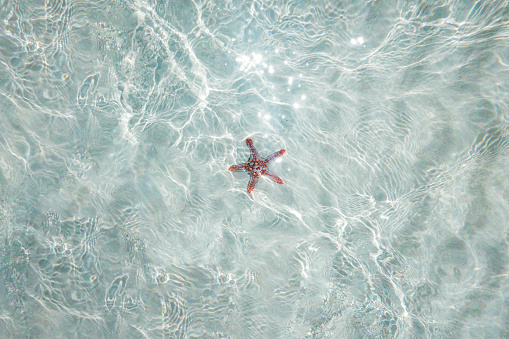 Starfish in a Turquoise Water
