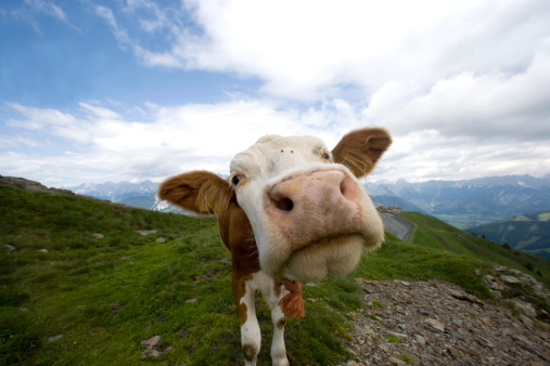 funny gullible face - young cow on a pasture in the high mountains
