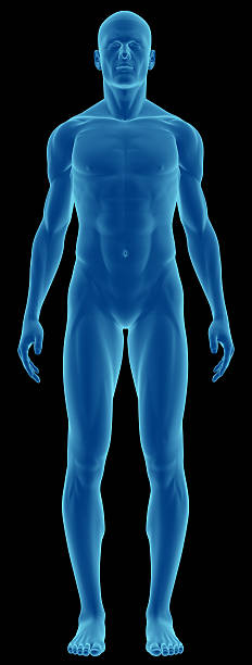 istock Human body of a man for study 172843015