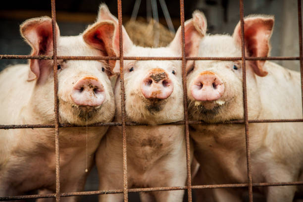 istock Portrait of Pigs 1728430427