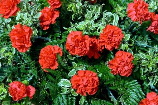 Bright red carnations in green foliage.More red flowers: