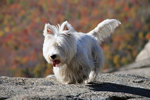 Westie dog running on mountain summit in autumn in Adirondack State Park, New York, Usa